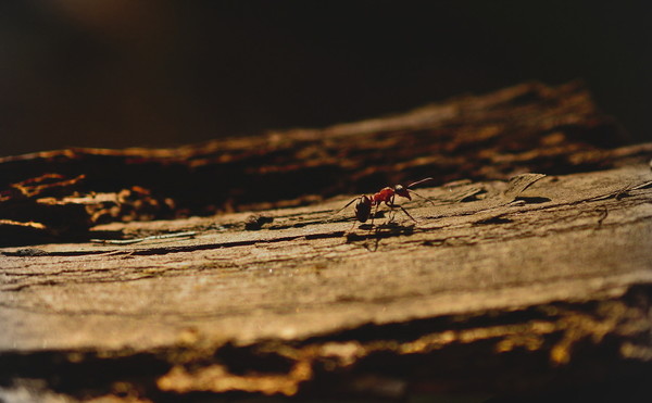 모든 길에는 시작과 끝이 있다. 사람도, 개미도 길을 만드는 것으로 시작하고 끝내 도착하여 한 삶을 만들어낸다.