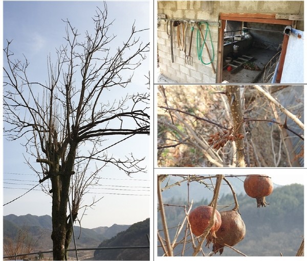 빈집을 지키고 있는 고종시나무, 소를 치던 마굿간, 초피나무, 석류나무