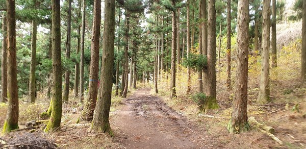 가다보면 이렇게 삼나무를 심어 숲을 보조하고 있는 지역도 나온다. 흙길이라서 이런 곳은 걷기에 편했다.