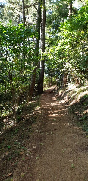 <수산봉>을 오르는 나무숲 길, 올레 16코스 길이다.