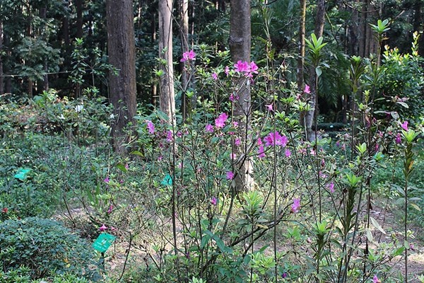 대만 嘉義 공원의 진달래. <杜鵑>이라는 팻말이 있습니다.