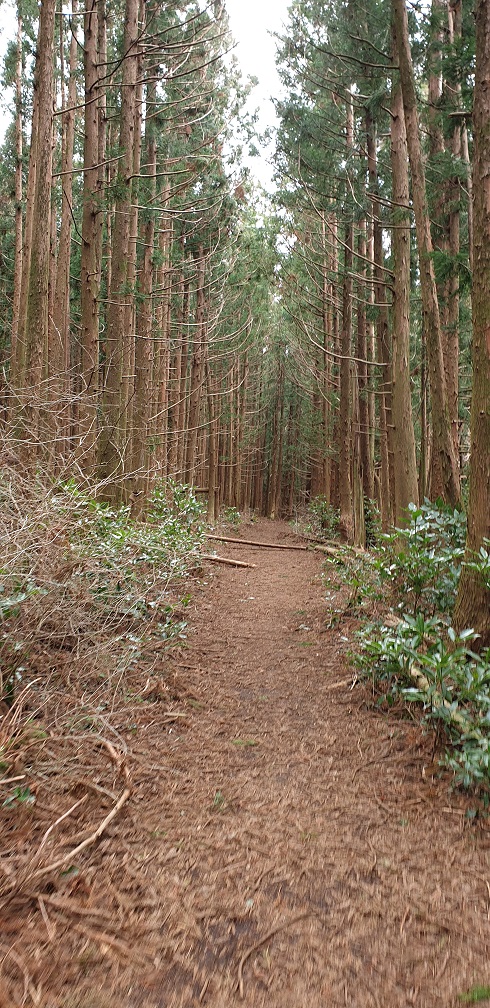 오름 입구에서 굼부리 쪽을 향해 걸어가는 길에는 이렇게 울창하게 삼나무 숲이 잘 조성이 되어 있었다.