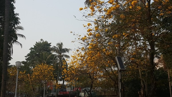 3월 초 중순에 약 2주 정도 개화하는 黃金風鈴木, 브라질 국화라고 하는데 대만의 중남부지역에 많다. 