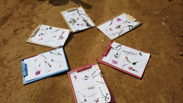 9개의 칸으로 만든 확습지에 각각의 칸에 학습할 미션을 제시한 것에 따라 활동한 학습지 결과물들이다. 식물을 채집하여 붙일 때는 스카치테이프를 이용하여 붙이고, 클립보드에  마분지를 끼워서 활동하도록 하였다.(출처 : 김광철)