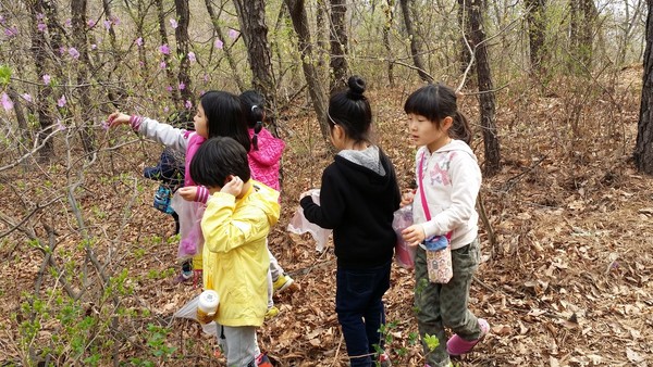 봄에는 우리나라 야산 어디에서나 <진달래>를 만날 수 있다. <진달래>를 찾아 꽃잎을 따서 먹어보기도 하면서 <참꽃>이라 한다는 것과 이 꽃으로 <화전 만들기>를 하고 술을 담가먹기도 한다는 이야기 등을 나눈다.​​​​​​​(출처 : 김광철)