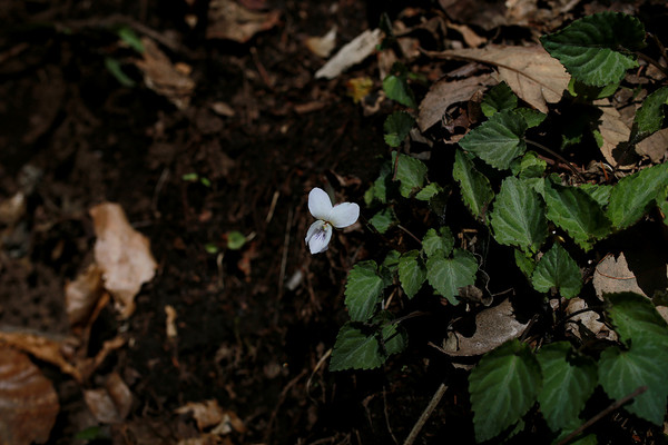 줄민둥뫼제비꽃은 잎 위에 흰 줄 같은 무늬가 있어 무늬가 없는 민둥뫼제비꽃과 구별된다.