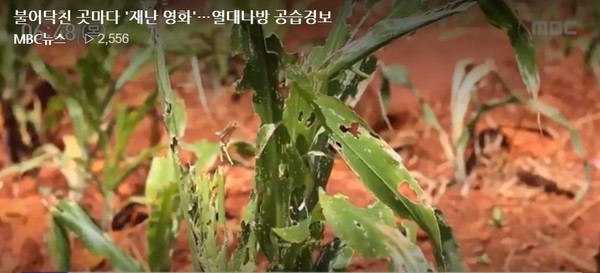 매미나방 애벌레가 지나간 자리는 옥수수가 남아나질 않는다. 사진은 전체 수확의 20%가 감소한 아프리카 옥수수 농장 모습. MBC 뉴스(2019.07.18.) 영상 갈무리.