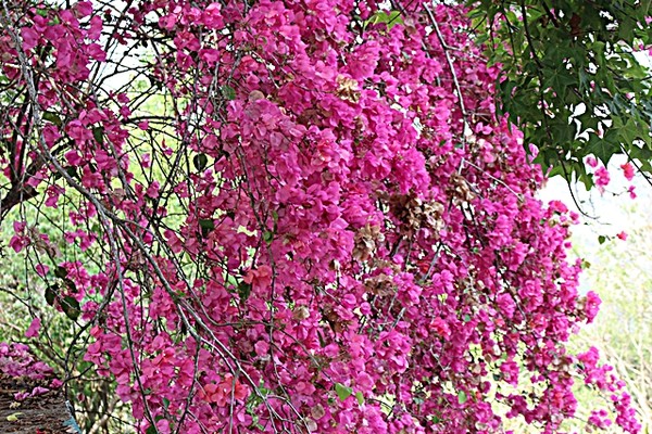 대만에서 九重葛이라고 부르는 꽃나무입니다. 자료에는 ‘부우겐빌레아’라는 어렵고 생소한 이름으로 나옵니다.