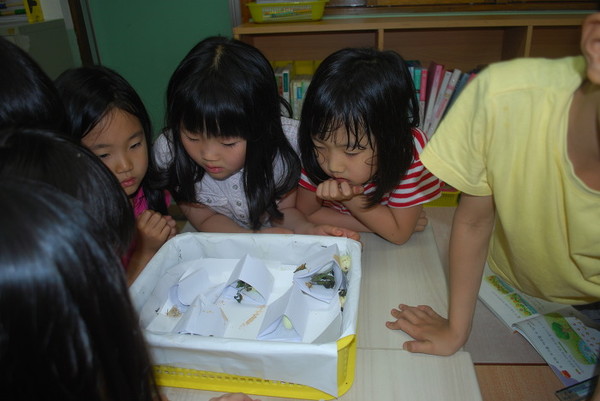 2011년 서울서정초등학교에서 1학년 담임을 하면서 아이들과 함께 누에  키우기를 했다. 아이들이 신기한 표정으로  누에를 관찰하고 있다.(제공 : 김광철)