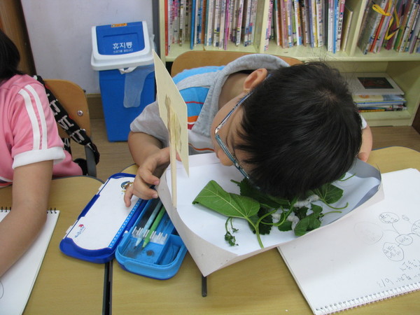 노은희 선생님 반에서 누에 수업을 할 때 한 어린이가 누에가 뽕잎을 먹으며 사각사각 거리는 소리를 듣고 있다.(제공 : 김광철)