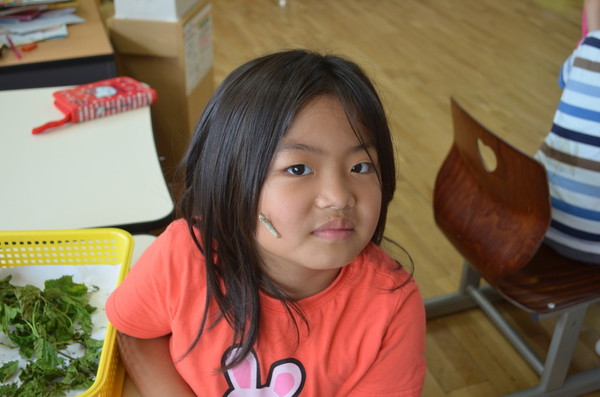 2013년 신은초에서 1학년 담임을 할 때  <누에 프로젝트>를 운영하면서 아이들이 누에와 친해지기 위하여 얼굴에 누에를 올려놓아 보는 등의 활동도 시켰다.(제공 : 김광철)