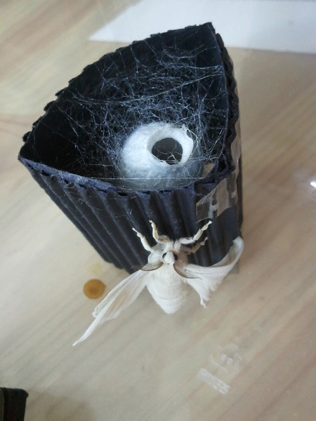 최한응 어린이가 누에를 키워 고치에서 나방이 나온 것을 사진으로 찍은 것이다.(제공 : 김광철)