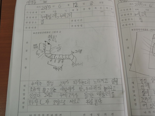 누에 프로젝트를 하면서 이와같이 관찰 기록장을 만들어 기록할 수 있도록 하였다.(제공 : 김광철)