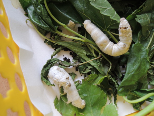 누에 애벌레를 키워서 5령이 되면 약 10일 정도 먹이활동을 열심히 한 다음 고치 틀 곳을 찾는데 바로 그 누에의 모습이다(제공 : 김광철)