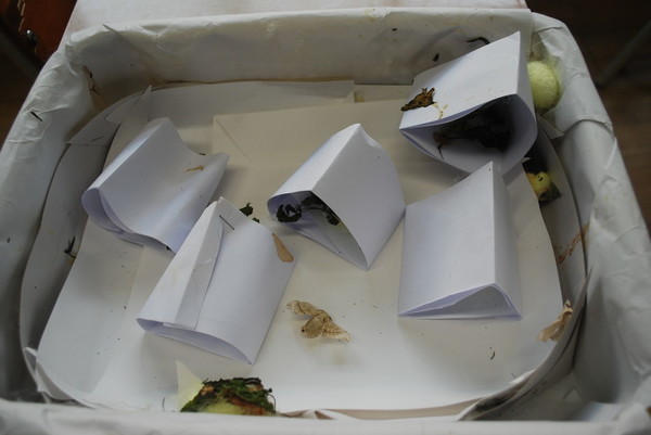 누에들이 5령이 되어 먹이 활동이 끝나면 고치를 틀 수 있는 섶을 만들어 주는데, A4용지를 삼각으로 접어 만들어 주면 그 사이에 들어가서 고치를 튼다.(제공 : 김광철)