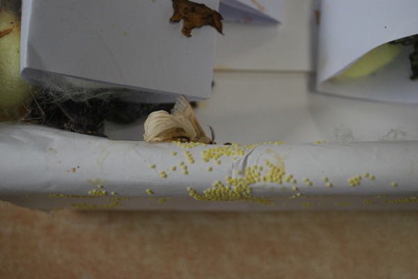 고치를 튼 누에들은 10일 정도 지나면 고치에서 나방이 밖으로 나온다. 밖으로 나온 암수 나방은 짝짓기를 이틀 동안 하고 연두색 알들을 400~500 개 정도 낳는다.(제공 : 김광철)