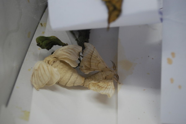 고치에서 나온 누에 나방들이 짝짓기를 하고 있다.(제공 : 김광철)