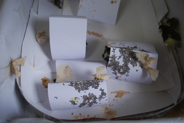 누에가 짝짓기를 하여 낳은 알들은 시간이 지나가면서 검게 변한다.(제공 : 김광철)