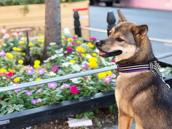 ‘뉴욕 강아지’ 페퍼는 경기 하남시의 유기동물보호소에서 태어났다. 여러 이름으로 불리던 페퍼는 2019년 지금의 보호자를 만나 미국에서 살게 됐다. 박세미씨 제공(2021년