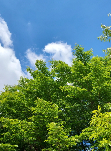 오월의 푸른 하늘과 초록빛 나무