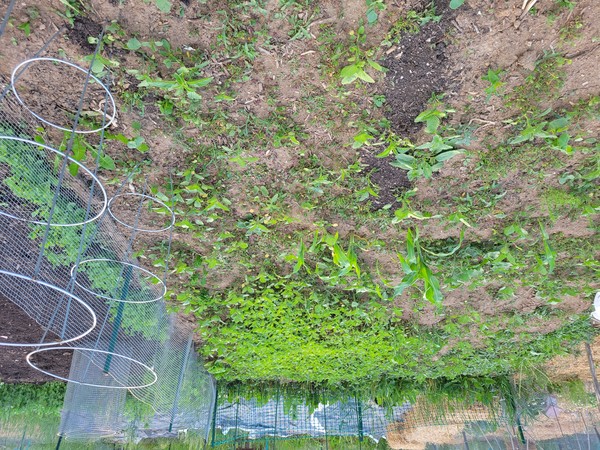 잡초가 가득한 텃밭