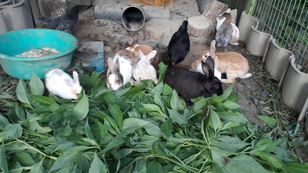 토끼 가족