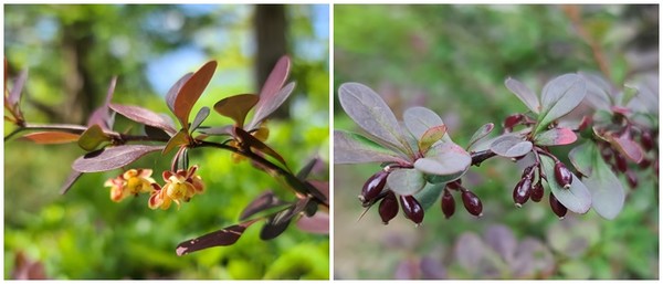 왼쪽이 5월 초순에 만난 자엽일본매자나무, 오른쪽이 6월 27일 만난 자엽일본매자나무 
