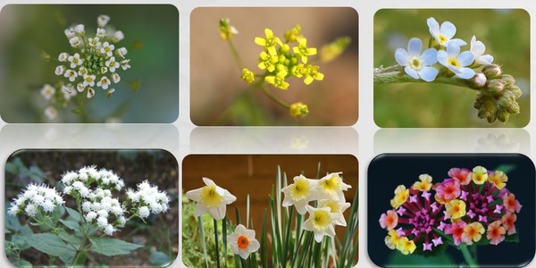 위 왼쪽부터 시곗바늘 방향으로 냉이, 꽃다지, 꽃마리, 란타나(칠변화), 수선화, 서양등골나물이다.