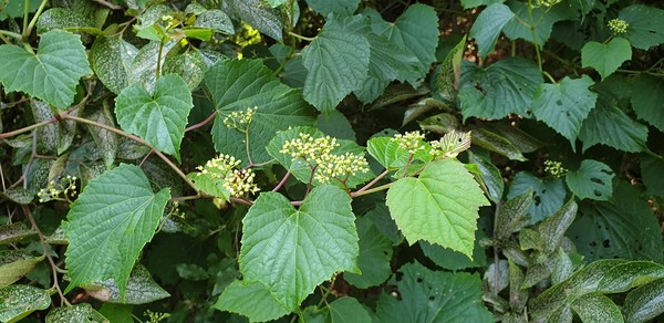 <새머루> 포도과의 낙엽 덩굴식물로서 중부 이남에 자생한다. 열매는 가을에 포도색으로 익는다. 새콤달콤한 맛이 일품이다.
