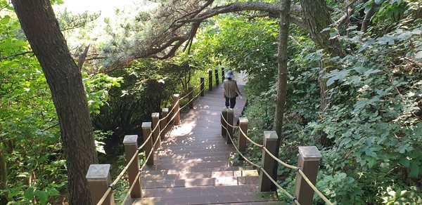 비야봉에 올랐다가 내려오는 하산길에는 상록수와 낙엽수, 소나무 등이 잘 어우러진 등산 계단로를 따라내려올 수 있다. 