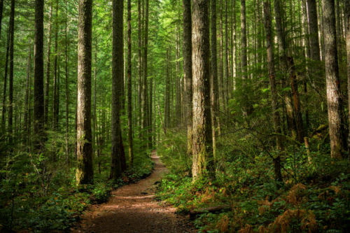 출처 : pixabay. 숲속 작은 길이 좋다.
