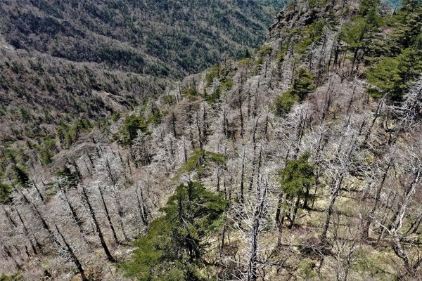 지난 5월1일 촬영된 지리산 중봉 서사면의 고사한 구상나무와 가문비나무의 모습. 녹색연합 제공,  출처: 한겨레, 2021-07-07.