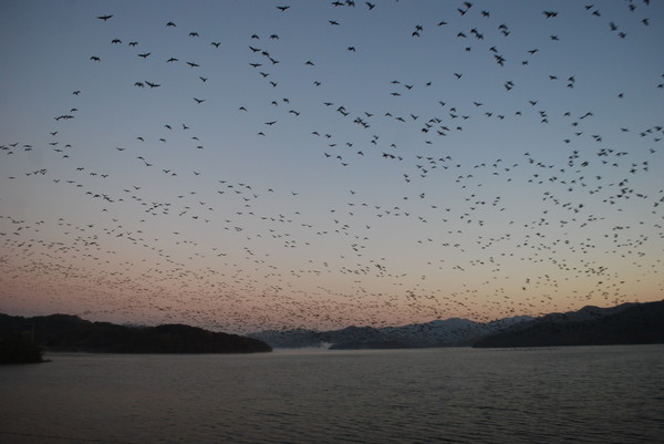 날이 밝기 전 철원의 토교저수지 물 위에는 밤새 쉬던 철새들이 아침 먹이를 찾기 위하여 하늘을 비상할 준비를 하고 있다.