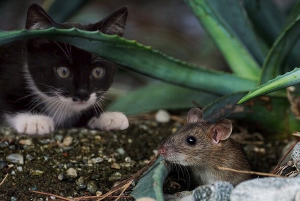 교수들이 ‘올해의 사자성어’로 ‘묘서동처(猫鼠同處)’를 꼽았다. 고양이 ‘묘’, 쥐 ‘서’, 함께할 ‘동’, 있을 ‘처’라는 네 자로, ‘고양이와 쥐가 함께 있다. 도둑 잡을 사람이 도둑과 한패가 됐다'는 뜻이다.  - 출처 : 한겨레신문  /   원문보기ttps://www.hani.co.kr/arti/society/society_general/1022992.html#csidx23915461697f5fe96a14e31ab89baae 