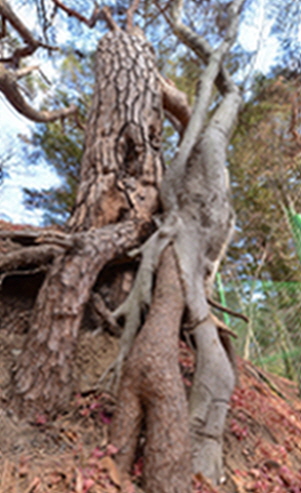 불국사 경내에 있는 연리지 (캡처)