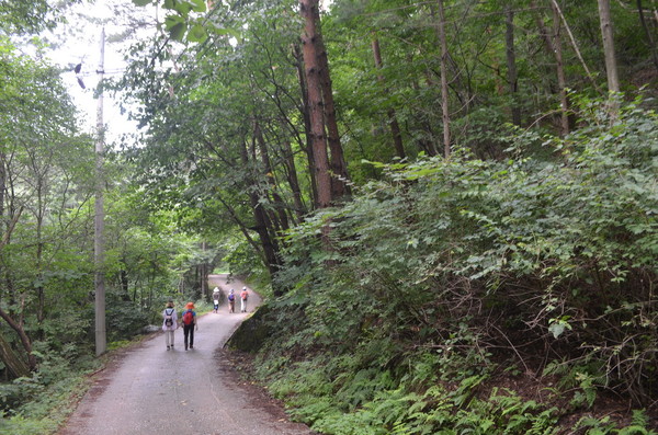 치악산 상원사를 오르는 등산로, 주변에는 숲이 많이 우겨져 있다.