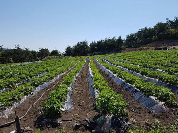 지난 봄 심었던 감자가 무성하게 자라고 있는 전북 남원 한결농장의 5월 전경