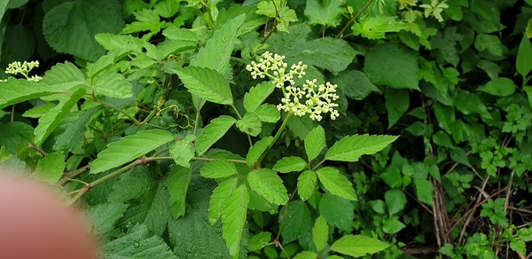 <거지덩굴> '포도나무과'의 덩굴식물이다. 제주도와 울릉도 전남 지역에 자생한다.  연한 녹황생 꽃이 7~8월에 피고 잎은 소바닥 모양으로 5장씩 달린다.