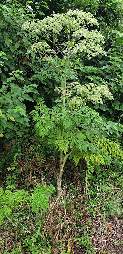 <구릿대> '운향과' 키가 1~2m에 이르는 식물로서 전국의 물가나 습지에 많이 자란다. 꽃은 산형꽃차례로 5~7월에 핀다.