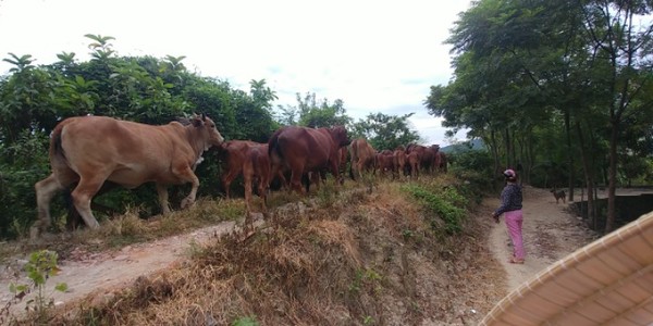 슬슬 베트남 농촌의 진면목이 드러나고 있다. 소가 무리지어 움직인다. 우두머리 소가 움직이는 데에 따라 일사불란하게 따르고 있다.@생명탈핵실크로드 순례단