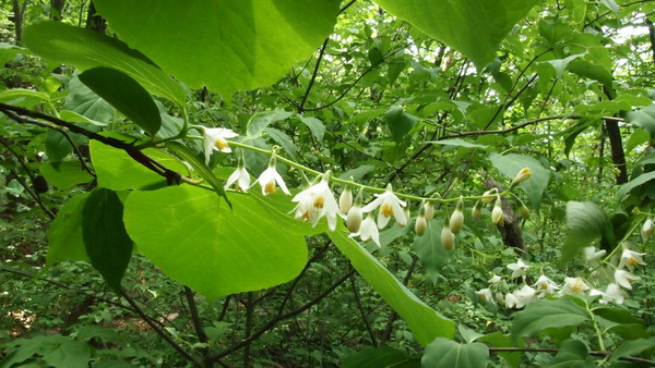 쪽동백나무 꽃