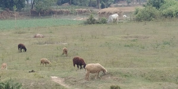 자유로이 방목되고 있는 가축들. 동물복지가 자연스레 이루어진다. @생명탈핵실크로드 순례단