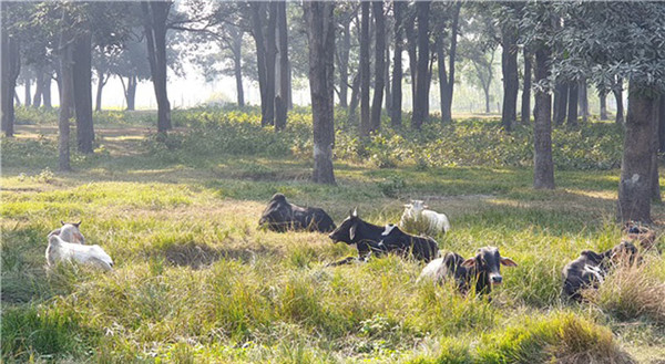 마을 숲속에서 소들이 한가롭게 쉬고 있다. @생명탈핵실크로드 순례단
