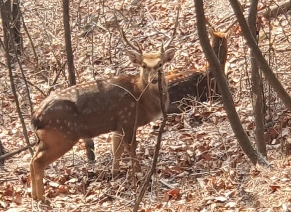 촛대바위 아래를 지나다가 계곡에서 발견한 꽃사슴(Ⓒ 김대훈, 2023. 1. 6.)
