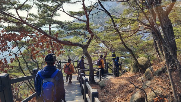 백악산 곳곳에 소나무가 제법 울창하다. 사진은 촛대바위 쉼터를 지나 동방약수로 가는 자드락길 주변의 소나무(Ⓒ 도상효, 2023. 1. 6.)