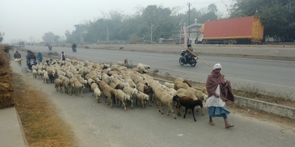 양떼들 행렬. 힌두교 종교의식에서 양은 빠뜨릴 수 없는 존재다. @생명탈핵실크로드 순례단