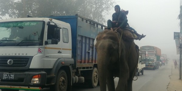 룸비니로 가는 버스를 타러 가는 도중 시내를 활보하는 코끼리를 만났다. @생명탈핵실크로드 순례단