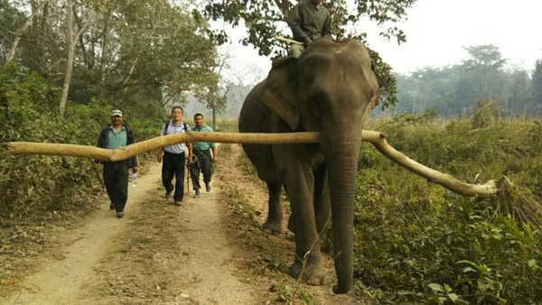 네팔 치트완 국립공원에서 코끼리가 공원을 관리하고 있다. @생명탈핵실크로드 순례단