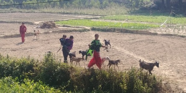 네팔의 농촌. 농토와 가축을 식구들이 함께 돌보고 있다. @생명탈핵실크로드 순례단