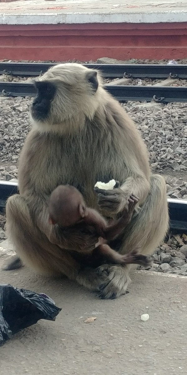 기차역에서 만난 어미원숭이. 아기원숭이에게 먹이를 먹이면서 동시에 다른 곳의 먹이감을 찾고 있다. 사람들이 주는 과자 등을 받아먹으면서 역주변의 큰 나무에 서식하고 있다. @생명탈핵실크로드 순례단